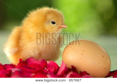 Chick
