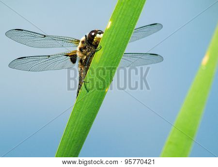 Dragonfly Closeup On A Plant
