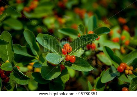 Orange berries on a green bush coffee