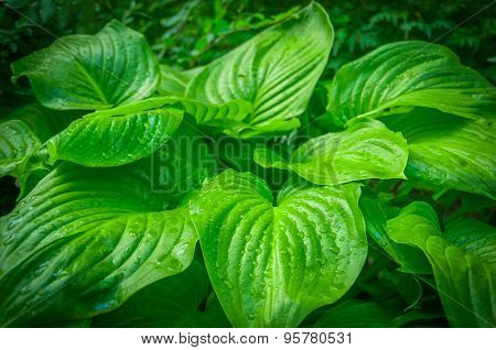 Green leaves of a flower in the jungle