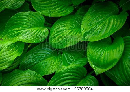 Green leaves of a flower in the jungle