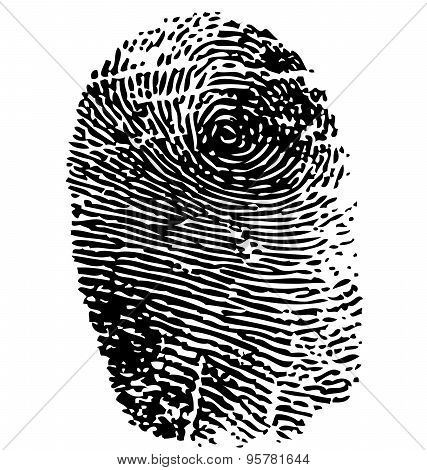 Fingerprint Vector