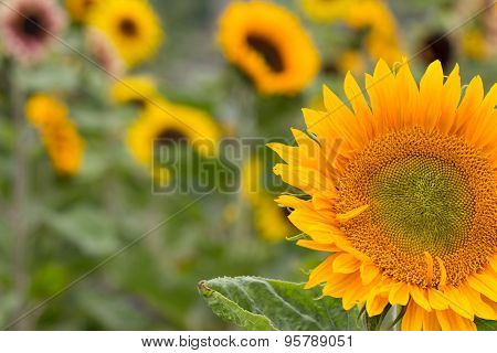 Sunflower