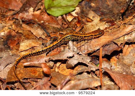 Långstjärtade Salamander (Långsvansad bäcksalamander)