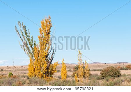 Autumn Country Scene In The Free State