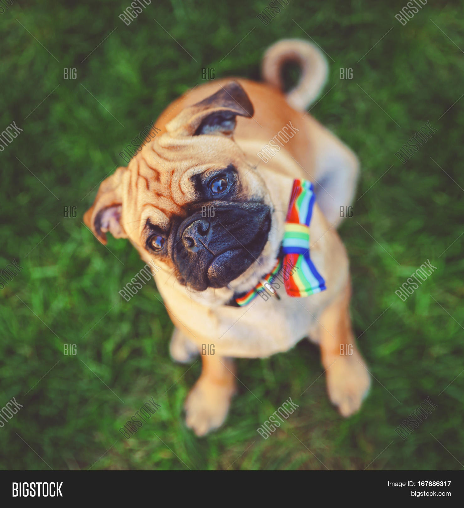 Pugchi Cute Baby Pug Image & Photo (Free Trial) | Bigstock