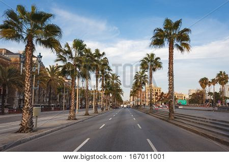 Barcelona Spain - January 02 2017: Palms on the roadside Passeig de Colom street in Barcelona