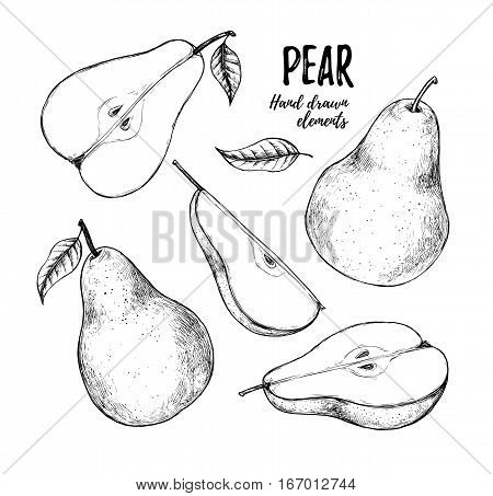 Hand drawn vector illustration - Set of slices pear pears and leaves. Design elements in sketch style. Perfect for menu cards posters prints packaging etc Sliced pears.