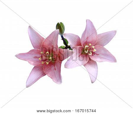 Bright beautiful pink lily flowers isolated on white background