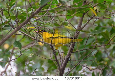 Bird (black-naped Oriole) On A Tree