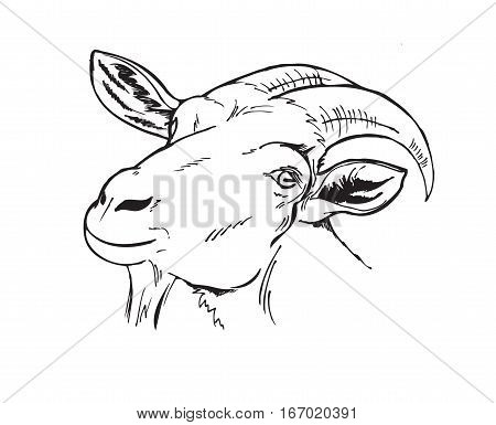head of the goat farm animals black and white vector illustration in graphic style