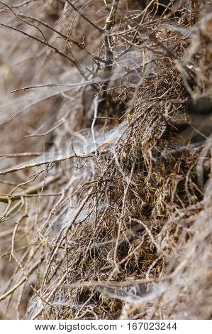 Animals houses forest beauty nature concept. Closeup of cobweb on moss tree branches.