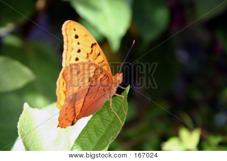 Australský Butterfly
