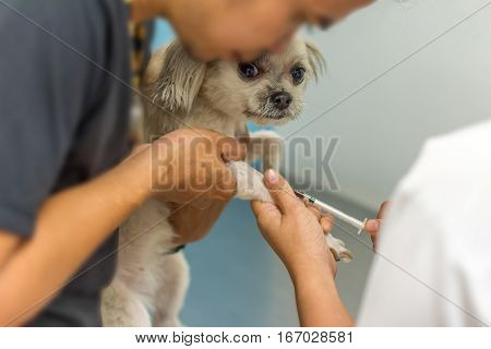 Dog Get Vaccinated Against