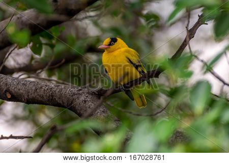 Bird (black-naped Oriole) On A Tree