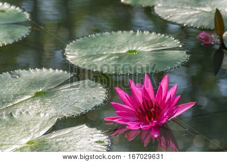 Lotus Flower (lotus Or Nelumbo)