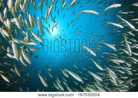 Fish school snapper fish underwater ocean
