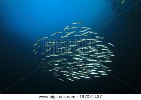 School juvenile Yellowtail Barracuda fish. Fish shoal in ocean. Silver fish underwater