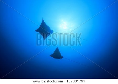 Two Spotted Eagle Rays