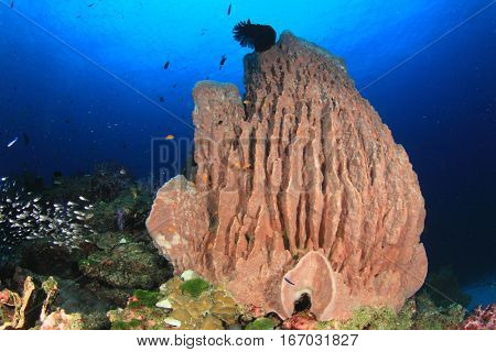 Barrel Sponge Coral on underwater reef
