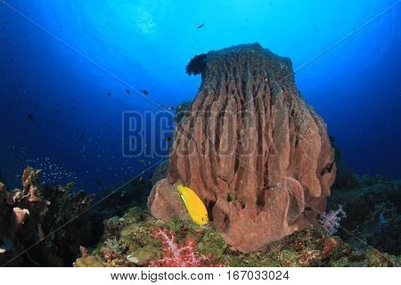 Barrel Sponge Coral on underwater reef