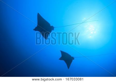 Two Spotted Eagle Rays