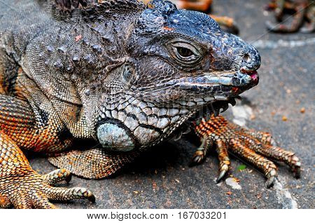 iguana with sharp claws and a thick skin