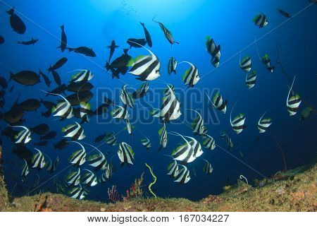 Bannerfish coral reef fish in ocean