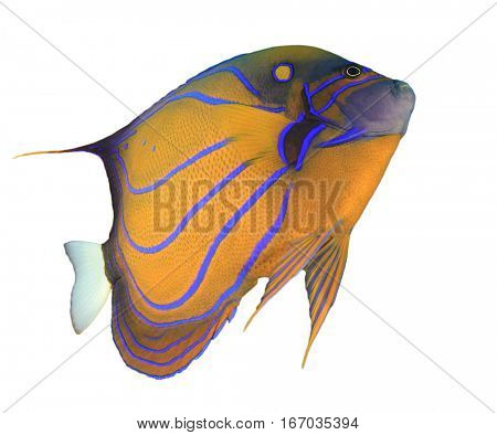 Tropical fish isolated white background. Blue-ringed Angelfish