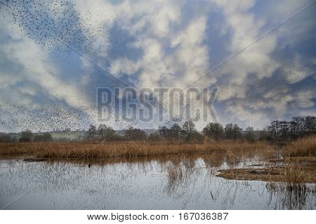 Massive Starling Murmuration Over Somerset Wetlands Lake Landscape In Autumn Winter