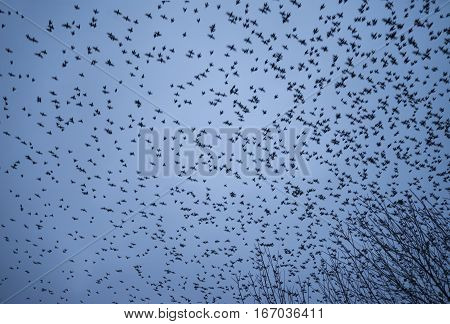 Massive Starling Murmuration Over Somerset Wetlands Lake Landscape In Autumn Winter