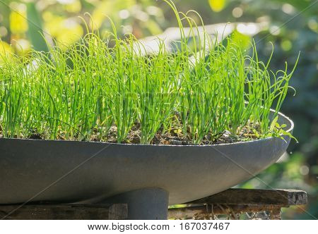 close up onion in agricultural garden Recycle