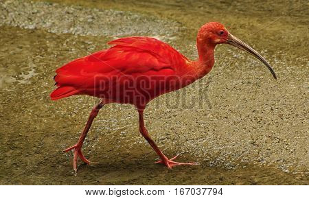 Exotic red-orange bird in the nature. Wildlife. Bright ibis -  the national bird of Trinidad and Tobago