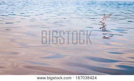 Seagull on Wood Stock in Kabui Bay near Waigeo. West Papuan, Raja Ampat, Indonesia.