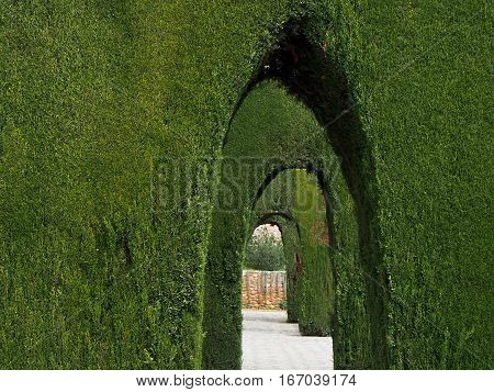 Arch-shaped green ornamental shrubs create a walkway.