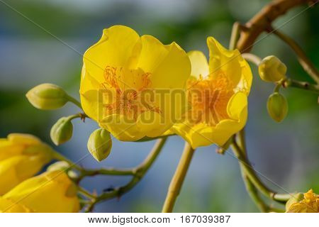 Close up yellow silk cotton tree flowers. Adenium Tropical flower