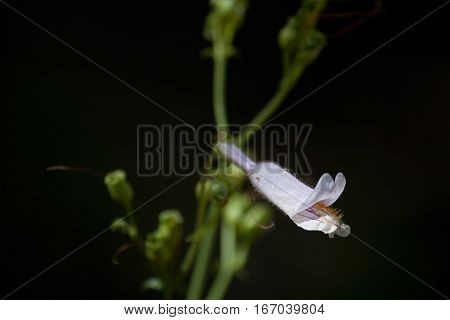 A closeup shot of a white penstemon beardtongue wildflower on a black background.