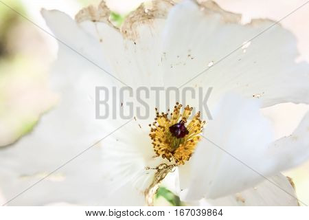 A bright light image of a white prickly poppy wildflower.