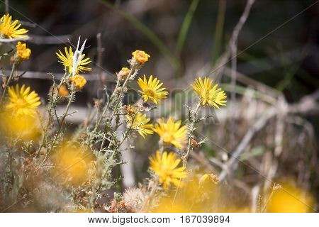 A softly focused photo of bright yellow wildflowers creates a peaceful natural background.