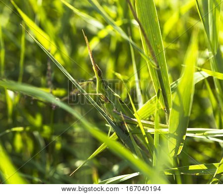 Giant Green Slant face grasshopper (Acrida conica)