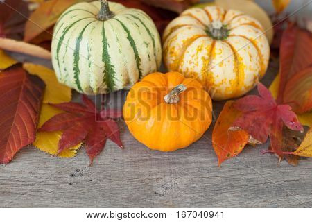 Three gourds with autumn leaves on the grey wooden table selective focus; copy space