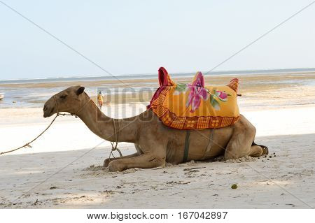 Dromedary on the beach for walks in Bamburi in Kenya