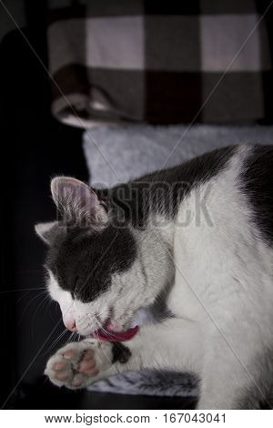 Young male cat making himself nice and clean