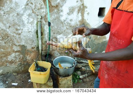 Plumage of old-style chicken with hot water and hand in a restaurant in Voi in Kenya