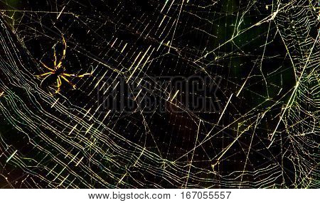 A BANANA SPIDER WITH ITS TANGLED WEB