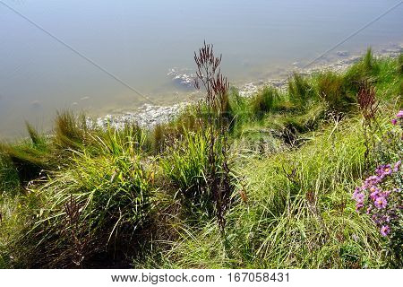 Blue vervain (Verbena hastata) and other vegetation along the shore of a small lake in Joliet, Illinois during September.