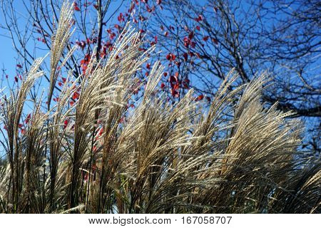 Chinese silver grass (Miscanthus sinensis) stands tall in Joliet, Illinois during November.