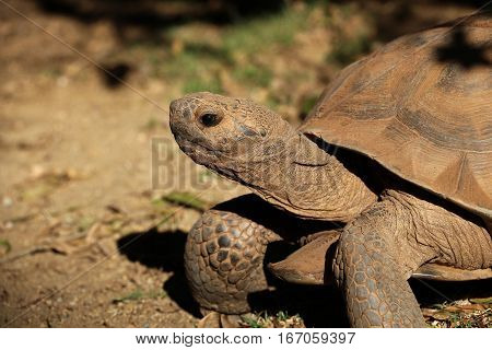 Desert tortoise viewed close up side view, facing left