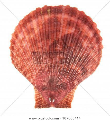 Shell See Pectinidae On The White Background