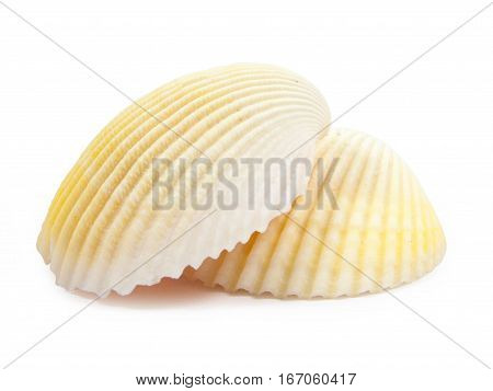 Shell See